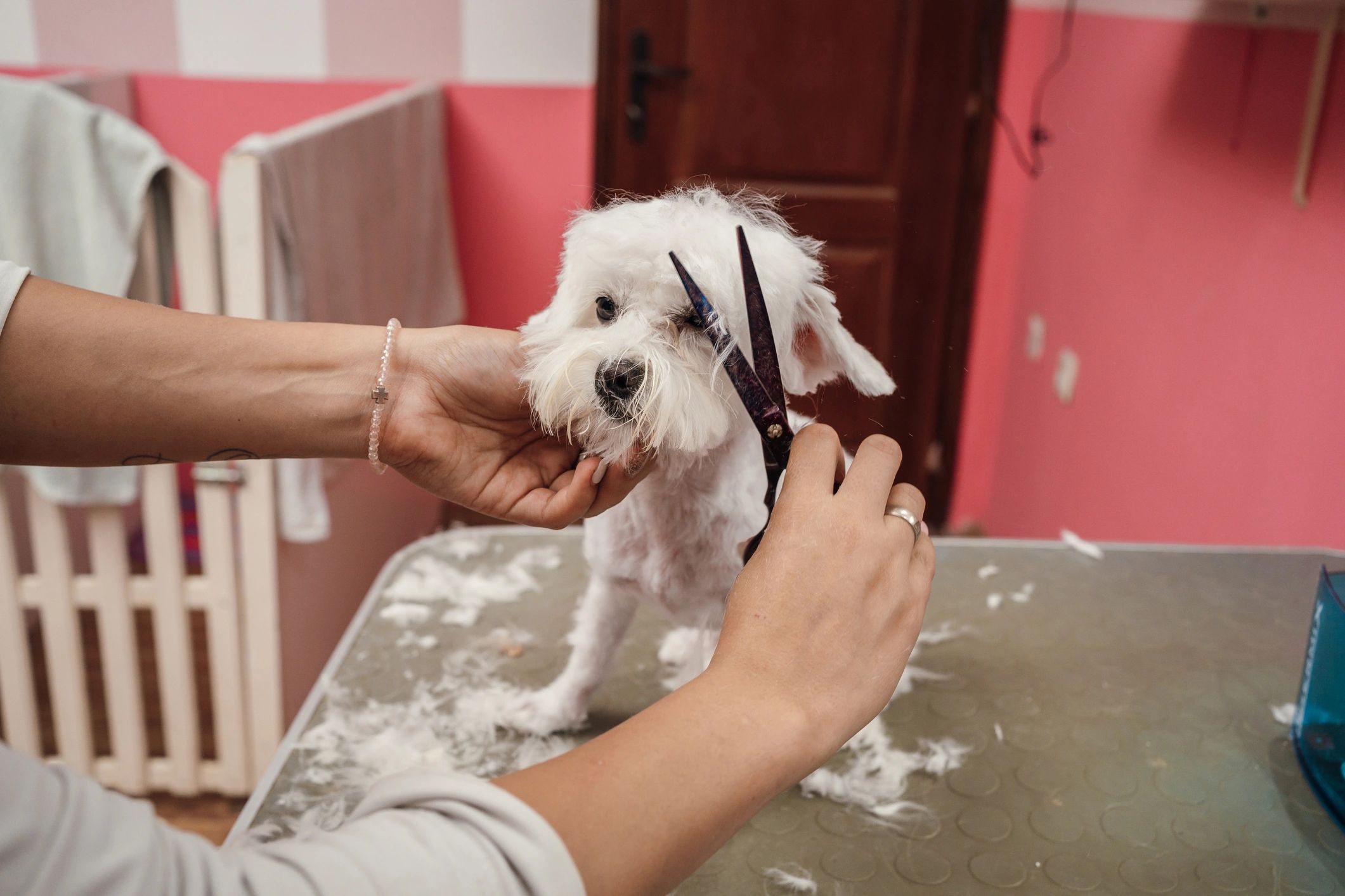 Professional groomer trimming a Maltese dog with scissors