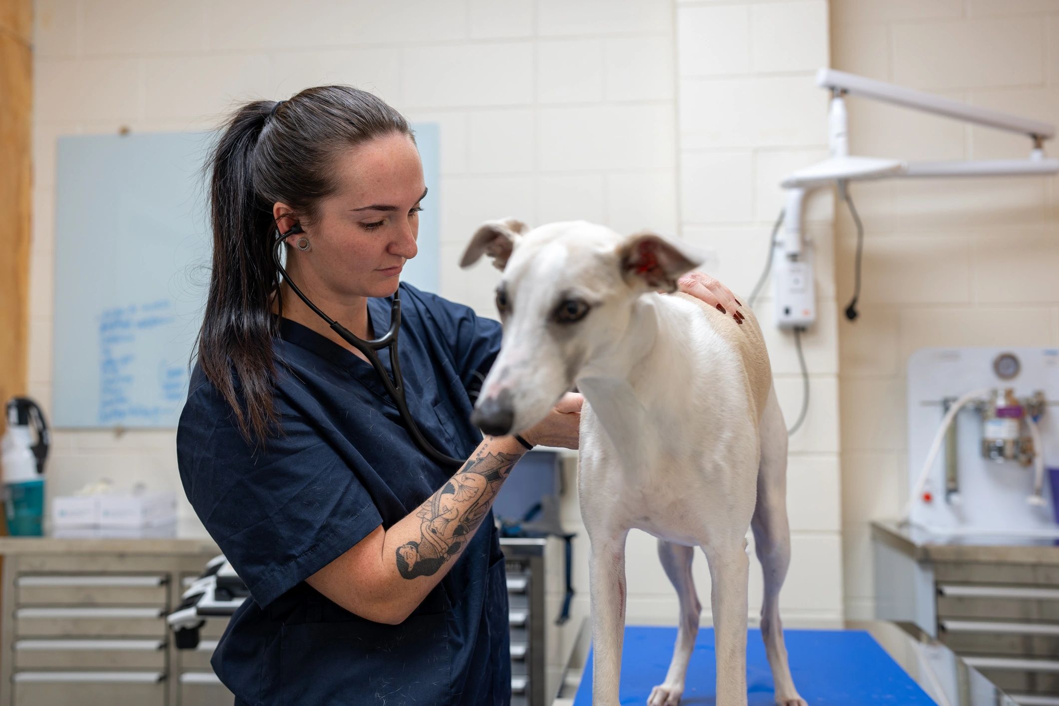 Veterinary professional examining a dog in a clinic